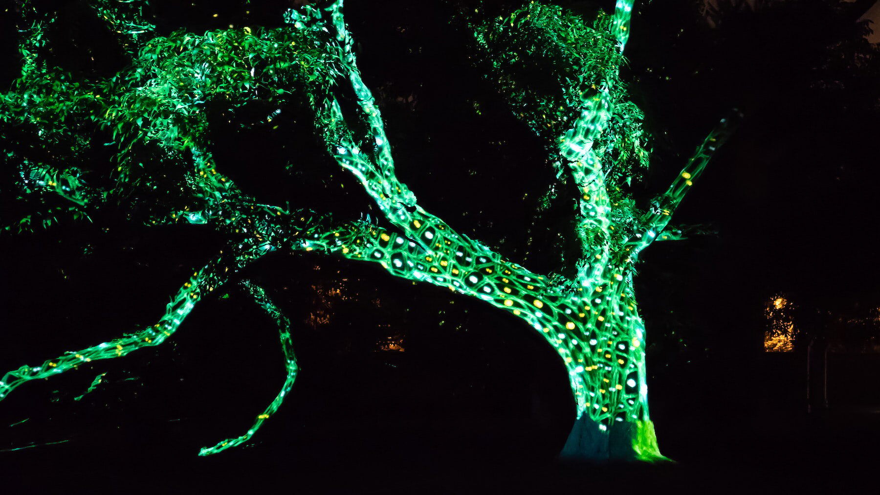 Light projection technology integrated by FORTÉ displays on a tree at Missouri Botanical Garden | FORTÉ